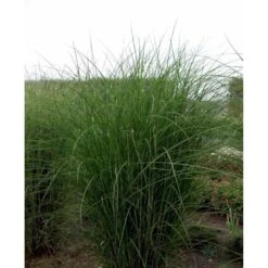 Smalbladet Elefantgræs 'Gracillimus' Miscanthus Sinensis 'Gracillimus' Potte 2 Liter. 11 Smalbladet Elefantgræs 'Gracillimus' Miscanthus Sinensis 'Gracillimus' Potte 2 Liter. -Osmoz Naturens Butik mi1577 miscanthus sinensis gracillimus 3200