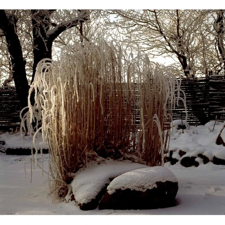 Smalbladet Elefantgræs 'Gracillimus' Miscanthus Sinensis 'Gracillimus' Potte 2 Liter. 5 Smalbladet Elefantgræs 'Gracillimus' Miscanthus Sinensis 'Gracillimus' Potte 2 Liter. - Billede 3
