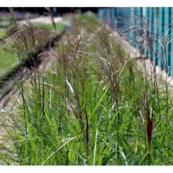 Elefantgræs 'Malepartus' Miscanthus Sinensis 'Malepartus' 3,0 Liter Potte 9 Elefantgræs 'Malepartus' Miscanthus Sinensis 'Malepartus' 3,0 Liter Potte -Osmoz Naturens Butik mi1578 miscanthus sinensis malepartus fe5b