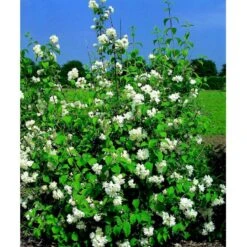 Uægte Jasmin 'Schneesturm' Philadelphus Virginalis 'Schneesturm' Med Klump,- 150-175 Cm. -Osmoz Naturens Butik mi15797 philadelphus virgina schneesturm 767a