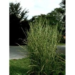 Zebragræs 'Strictus' Miscanthus Sinensis 'Strictus' Potte 2 Liter. -Osmoz Naturens Butik mi1579 miscanthus sinensis strictus 1eb0