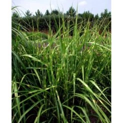 Zebragræs 'Strictus' Miscanthus Sinensis 'Strictus' Potte 2 Liter. -Osmoz Naturens Butik mi1579 miscanthus sinensis strictus 3167