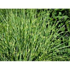 Zebragræs 'Strictus' Miscanthus Sinensis 'Strictus' Potte 2 Liter. -Osmoz Naturens Butik mi1579 miscanthus sinensis strictus a67a