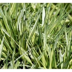 Blåtop 'Variegata' Molinia Caerulea 'Variegata' Potte 2 Liter. -Osmoz Naturens Butik mi1580 molinia caerulea variegata 885d