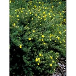 Buskpotentil 'Kobold' Potentilla Fruticosa 'Kobold' Potte 2,0 Liter,- 25-30 Cm. -Osmoz Naturens Butik mi15906 potentilla fruticosa e767