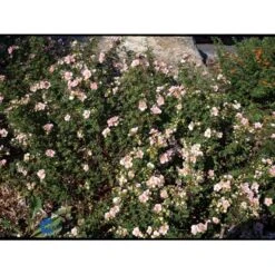 Buskpotentil 'Pink Queen' Potentilla Fruticosa 'Pink Queen' Potte 2,0 Liter,- 25-30 Cm. -Osmoz Naturens Butik mi15935 potentilla fruticosa pink queen b5e9