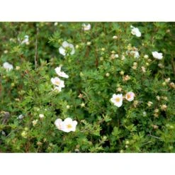 Buskpotentil 'Pink Queen' Potentilla Fruticosa 'Pink Queen' Potte 2,0 Liter,- 25-30 Cm. -Osmoz Naturens Butik mi15935 potentilla fruticosa pink queen fa78