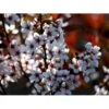 Dværgblodblomme Prunus Cistena Med Klump,- 125-150 Cm. -Osmoz Naturens Butik mi15956 prunus cistena 79cf