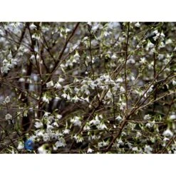 Fuji-kirsebær Prunus Incisa F. Yamadae Opstammet 50 Cm. 7,5 Liter Potte