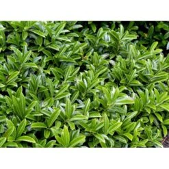 Krybende Kirsebærlaurbær Prunus Laurocerasus 'Mount Vernon' 5 Liter Potte 40-60 Cm -Osmoz Naturens Butik mi15976 prunus laurocerasus lucitanica 709b