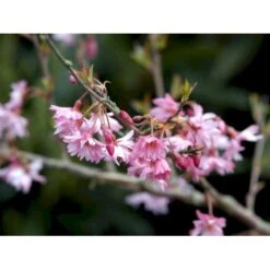 Prydkirsebær 'Fukubana' Prunus 'Fukubana' Solitær Busk 150-200 Cm. - Med Klump -Osmoz Naturens Butik mi16002 prunus subhirtella fukubana daef