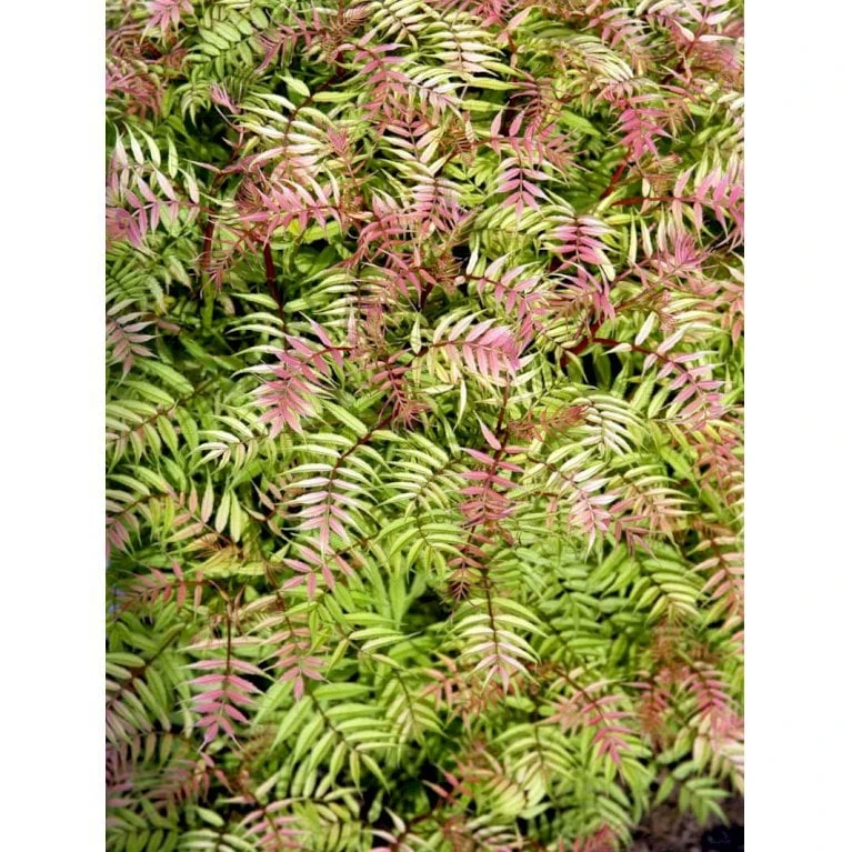 Tusindtop 'Sem' Sorbaria Sorbifolia 'Sem' Potte 6,5 Liter 60-80 Cm. 5 Tusindtop 'Sem' Sorbaria Sorbifolia 'Sem' Potte 6,5 Liter 60-80 Cm. - Billede 3