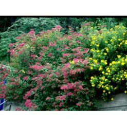 Spiræa 'Anthony Waterer' Spiraea X Bumalda 'Anthony Waterer' Potte 3,0 Liter,- 30-40 Cm. -Osmoz Naturens Butik mi16194 spiraea japonica anthony waterer 9039