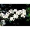 Spiræa Vanhouttei Spiraea X Vanhouttei 5 Liter Potte -Osmoz Naturens Butik mi16214 spiraea vanhouttei 84bc