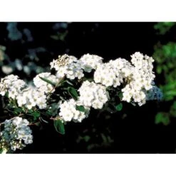 Spiræa Vanhouttei Spiraea X Vanhouttei 5 Liter Potte