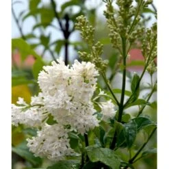 Preston Syrén 'Agnes Smith' Syringa 'Agnes Smith' Potte 4,0 Liter,- 50-60 Cm. -Osmoz Naturens Butik mi16235 syringa agnes smith 3532