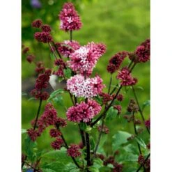 Preston Syren 'Miss Canada' Syringa Prestoniae 'Miss Canada' Potte 4,0 Liter,- 50-60 Cm. -Osmoz Naturens Butik mi16259 syringa miss canada 4e85