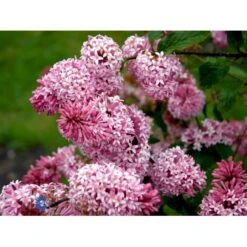 Preston Syren 'Miss Canada' Syringa Prestoniae 'Miss Canada' Potte 4,0 Liter,- 50-60 Cm. -Osmoz Naturens Butik mi16259 syringa miss canada 88f5