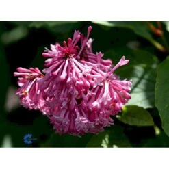 Preston Syren 'Miss Canada' Syringa Prestoniae 'Miss Canada' Potte 4,0 Liter,- 50-60 Cm. -Osmoz Naturens Butik mi16259 syringa miss canada f086