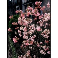 Kejserbusk 'Charles Lamont' Viburnum X Bodnantense 'Charles Lamont' 5 Liter Potte -Osmoz Naturens Butik mi16388 viburnum bodnantense charles lamont eb1d