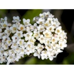 Duft-snebolle (vintergrøn) Viburnum X Burkwoodii Solitær Busk 150-175 Cm. Høj,- 100-150 Cm. Bred., Med Trådklump -Osmoz Naturens Butik mi16391 viburnum burkwoodii 0e12