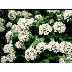 Duft-snebolle (vintergrøn) Viburnum X Burkwoodii Solitær Busk 150-175 Cm. Høj,- 100-150 Cm. Bred., Med Trådklump -Osmoz Naturens Butik mi16391 viburnum burkwoodii 373e