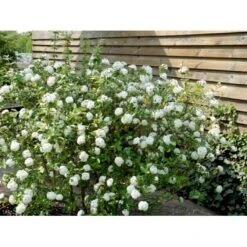 Duft-snebolle (vintergrøn) Viburnum X Burkwoodii Solitær Busk 150-175 Cm. Høj,- 100-150 Cm. Bred., Med Trådklump -Osmoz Naturens Butik mi16391 viburnum burkwoodii 5078