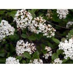 Duft-snebolle (vintergrøn) Viburnum X Burkwoodii Solitær Busk 150-175 Cm. Høj,- 100-150 Cm. Bred., Med Trådklump -Osmoz Naturens Butik mi16391 viburnum burkwoodii 64ff