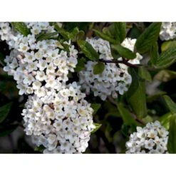 Duft-snebolle (vintergrøn) Viburnum X Burkwoodii Solitær Busk 150-175 Cm. Høj,- 100-150 Cm. Bred., Med Trådklump -Osmoz Naturens Butik mi16391 viburnum burkwoodii d3c0
