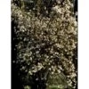 Kejserbusk Viburnum Farreri Med Klump,- 125-150 Cm. -Osmoz Naturens Butik mi16396 viburnum farreri c669