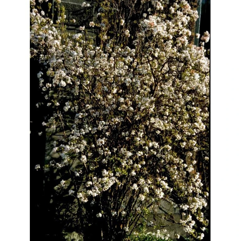 Kejserbusk Viburnum Farreri Med Klump,- 125-150 Cm. 3 Kejserbusk Viburnum Farreri Med Klump,- 125-150 Cm.