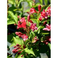 Klokkebusk 'Bristol Ruby' Weigela Hybrid 'Bristol Ruby' Potte 2,0 Liter,- 40-60 Cm. -Osmoz Naturens Butik mi16429 weigela bristol ruby 61ec
