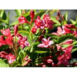 Klokkebusk 'Bristol Ruby' Weigela Hybrid 'Bristol Ruby' Potte 2,0 Liter,- 40-60 Cm. -Osmoz Naturens Butik mi16429 weigela bristol ruby d2cc