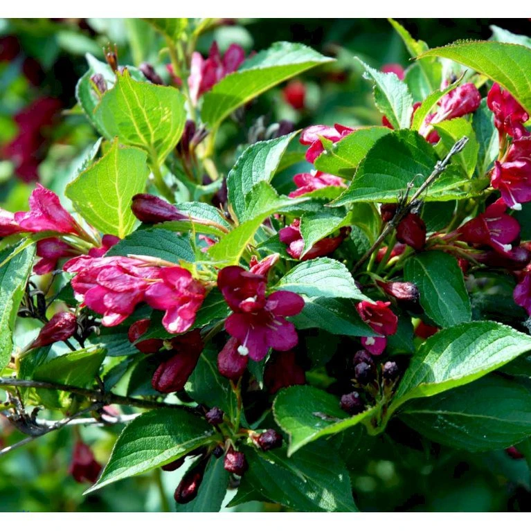 Klokkebusk 'Eva Rathke' Weigela Hybrid 'Eva Rathke' Med Klump,- 125-150 Cm. 4 Klokkebusk 'Eva Rathke' Weigela Hybrid 'Eva Rathke' Med Klump,- 125-150 Cm. - Billede 2