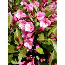 Klokkebusk 'Minuet' Weigela Hybrid 'Minuet' Potte 2,0 Liter,- 30-40 Cm. -Osmoz Naturens Butik mi16455 weigela minuet 8720