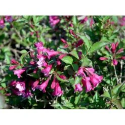 Klokkebusk 'Minuet' Weigela Hybrid 'Minuet' Potte 2,0 Liter,- 30-40 Cm. -Osmoz Naturens Butik mi16455 weigela minuet b61b