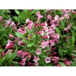 Klokkebusk 'Minuet' Weigela Hybrid 'Minuet' Potte 2,0 Liter,- 30-40 Cm. -Osmoz Naturens Butik mi16455 weigela minuet bd66
