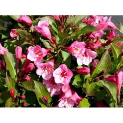 Klokkebusk 'Minuet' Weigela Hybrid 'Minuet' Potte 2,0 Liter,- 30-40 Cm. -Osmoz Naturens Butik mi16455 weigela minuet d8fd