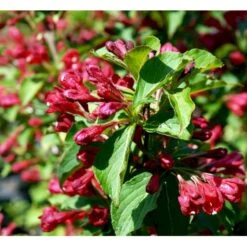 Klokkebusk 'Red Prince' Weigela Hybrid 'Red Prince' Potte 2,0 Liter,- 40-60 Cm. -Osmoz Naturens Butik mi16466 weigela red prince 31b7