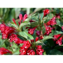 Klokkebusk 'Red Prince' Weigela Hybrid 'Red Prince' Potte 2,0 Liter,- 40-60 Cm. -Osmoz Naturens Butik mi16466 weigela red prince 7dbb