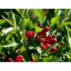 Klokkebusk 'Red Prince' Weigela Hybrid 'Red Prince' Potte 2,0 Liter,- 40-60 Cm. -Osmoz Naturens Butik mi16466 weigela red prince e8bd