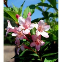 Klokkebusk 'Styriaca' Weigela Hybrid 'Styriaca' Potte 6,5 Liter 60-80 Cm. -Osmoz Naturens Butik mi16470 weigela styriaca 259b