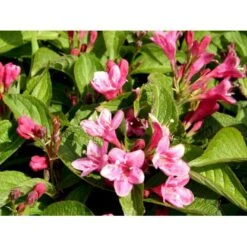 Klokkebusk 'Styriaca' Weigela Hybrid 'Styriaca' Potte 6,5 Liter 60-80 Cm. -Osmoz Naturens Butik mi16470 weigela styriaca 97f2