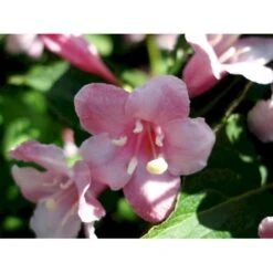 Klokkebusk 'Styriaca' Weigela Hybrid 'Styriaca' Potte 6,5 Liter 60-80 Cm. -Osmoz Naturens Butik mi16470 weigela styriaca ae6a