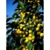 Paradisæble 'Golden Hornet' Malus Hybrid 'Golden Hornet' Potte 10 Liter 150-175 Cm. -Osmoz Naturens Butik mi16475 malus zumi golden hornet 8225