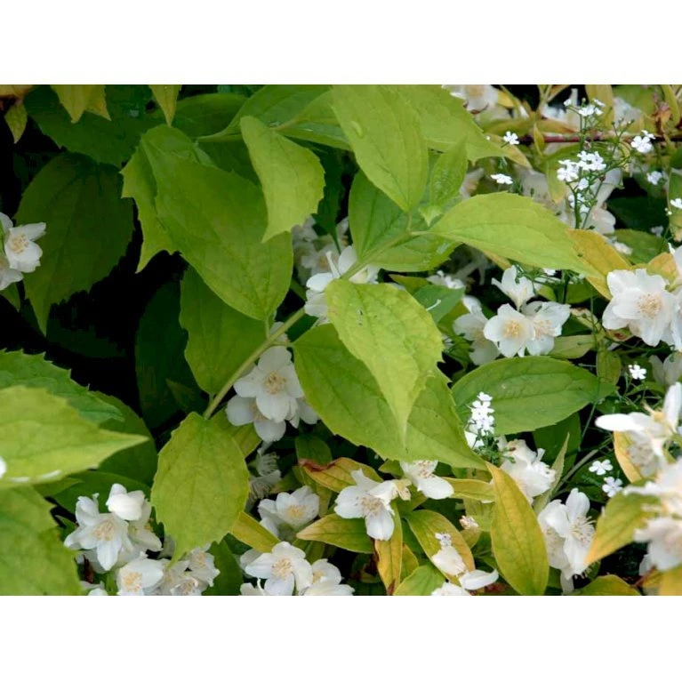 Uægte Jasmin 'Aureus' Philadelphus Caucasicus 'Aureus' 5 Liter Potte 7 Uægte Jasmin 'Aureus' Philadelphus Caucasicus 'Aureus' 5 Liter Potte - Billede 5