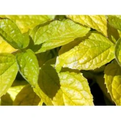 Uægte Jasmin 'Aureus' Philadelphus Caucasicus 'Aureus' 5 Liter Potte 14 Uægte Jasmin 'Aureus' Philadelphus Caucasicus 'Aureus' 5 Liter Potte -Osmoz Naturens Butik mi1652 philadelphus caucasicus aureus fa8c