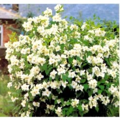 Uægte Jasmin 'Belle Etoile' Philadelphus Lemoinei 'Belle Etoile' Med Klump,- 125-150 Cm. -Osmoz Naturens Butik mi1655 philadelphus lemoinei belle etoile 6fc4