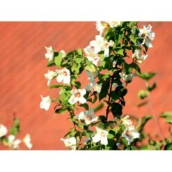 Uægte Jasmin 'Belle Etoile' Philadelphus Lemoinei 'Belle Etoile' Med Klump,- 125-150 Cm. -Osmoz Naturens Butik mi1655 philadelphus lemoinei belle etoile dee6