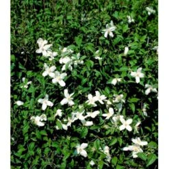 Uægte Jasmin 'Silberregen' Philadelphus Purpureomacu 'Silberregen' 3,5 Liter Potte 7 Uægte Jasmin 'Silberregen' Philadelphus Purpureomacu 'Silberregen' 3,5 Liter Potte -Osmoz Naturens Butik mi1657 philadelphus purpureomacu silberregen 9557